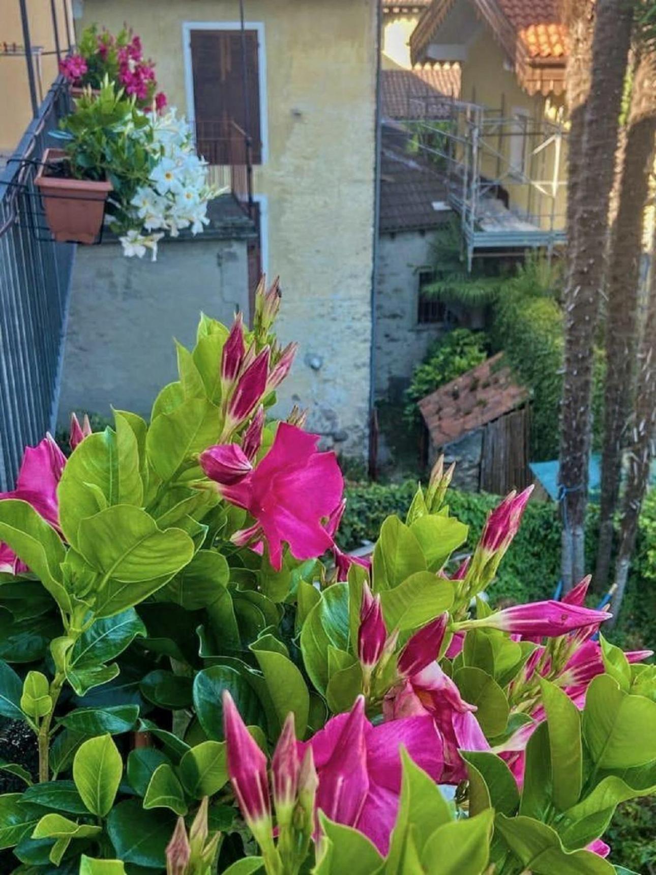 דירות Oggebio Casa Doris מראה חיצוני תמונה